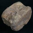 Nicely Preserved Ornithischian Dinosaur Vertebrae #8451-4